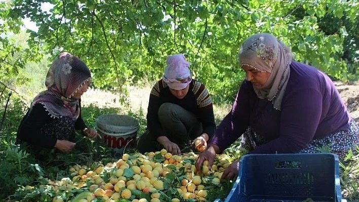 İlçeyi kalkındıran 1 milyon ağaçta &quotkayısı hasadı&quot