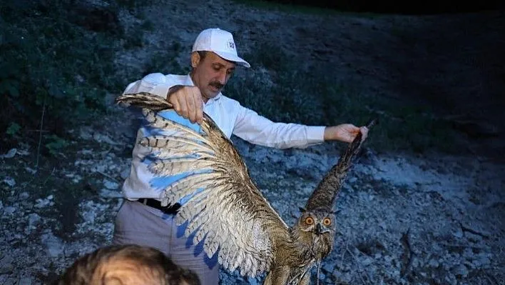 Rektör yaralı baykuşu buldu tedaviye gönderdi