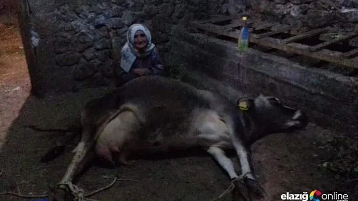 Arıcak'ta ineği ölen yaşlı kadına Vali Kaldırım yardım elini uzattı