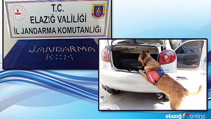 Uyuşturucu, Narkotik köpeği Alçı'ya takıldı