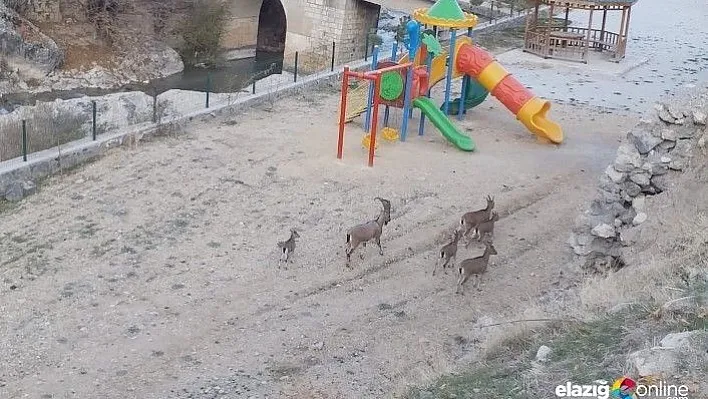Çemişgezek ilçe merkezinde yaban keçileri yine görüntülendi