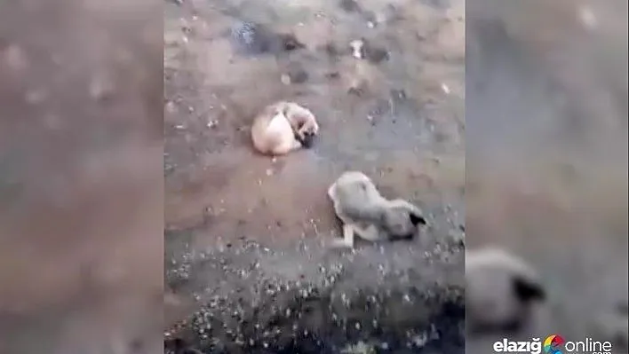 Elazığ'da bir köpek, ölen dişisinin başında 4 gün bekledi