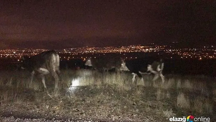 Kayıp inekler jandarma tarafından bulunup sahibine teslim edildi