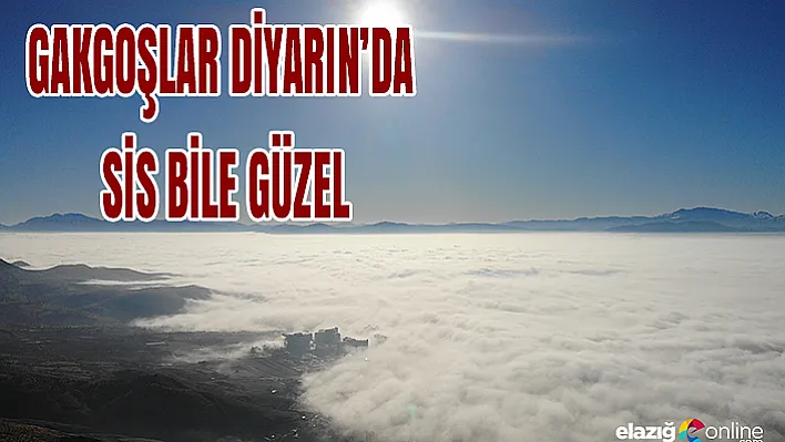 Sisle Kaplı Gakgoşlar Diyarından Muhteşem Görüntüler