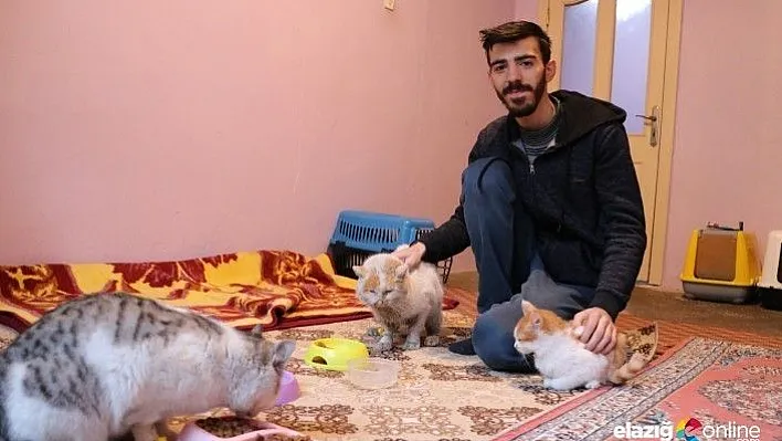 Depremzede kedileri en kaz altından çıkardı, sahiplendi