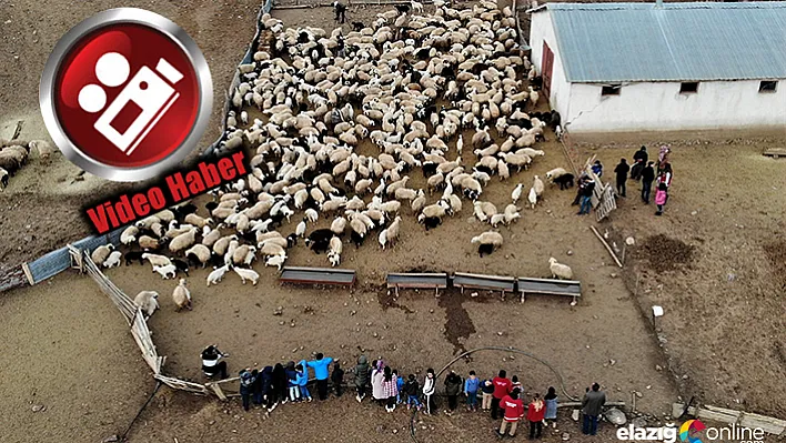 Depremzede çocuklar, baharın habercisi kuzuların anneleriyle buluşma anını izledi