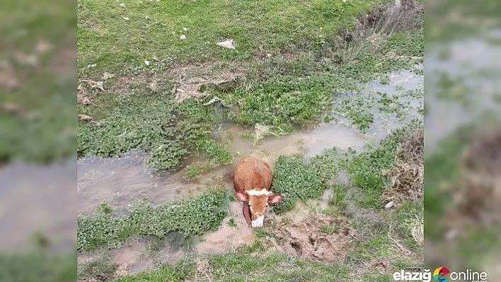 Bataklığa saplanan buzağıyı İmam kurtardı