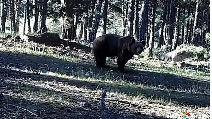 Yaban hayatı, kurulan foto kapanlarla görüntülendi