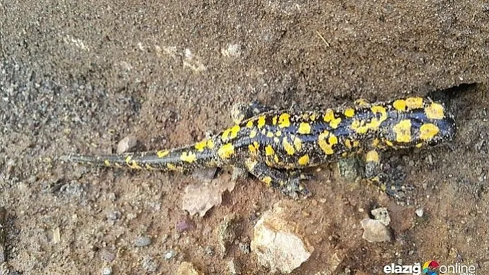 Yağışlarla beraber &quotBenekli Semenderler" ortaya çıktı