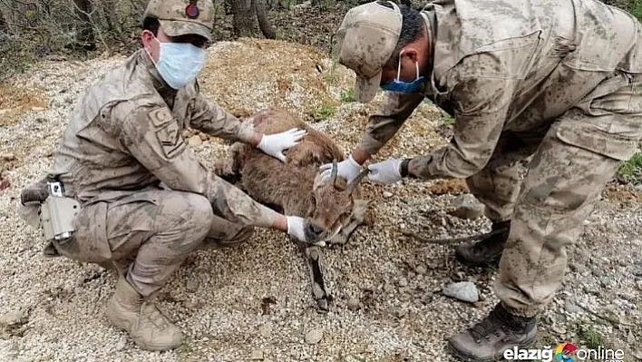 Yaralı dağ keçisine ilk müdahale JÖH'den