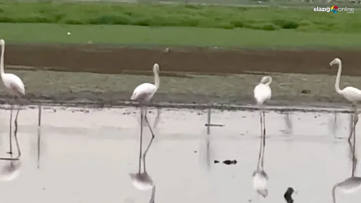 280 Kuş Türüne Ev Sahipliği Yapan Diyarbakır'da Flamingo Sürprizi!