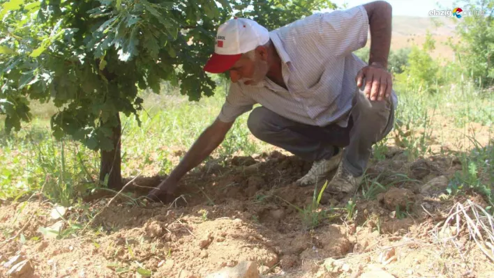 İlk hasadını yaptı ama umduğunu bulamadı!