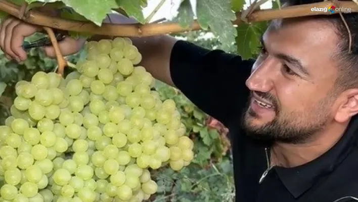 Elazığ'da 5 kiloluk üzüm salkımı şaşırttı: Görüntüler sosyal medyada büyük ilgi gördü