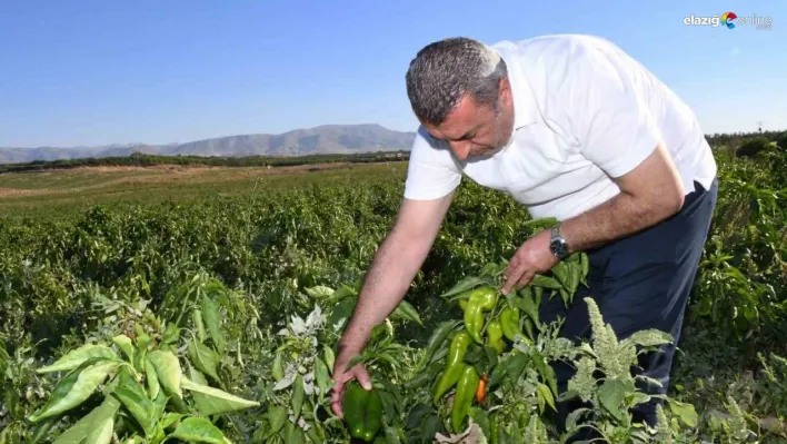 ABD'nin kapya biberi Malatya'dan