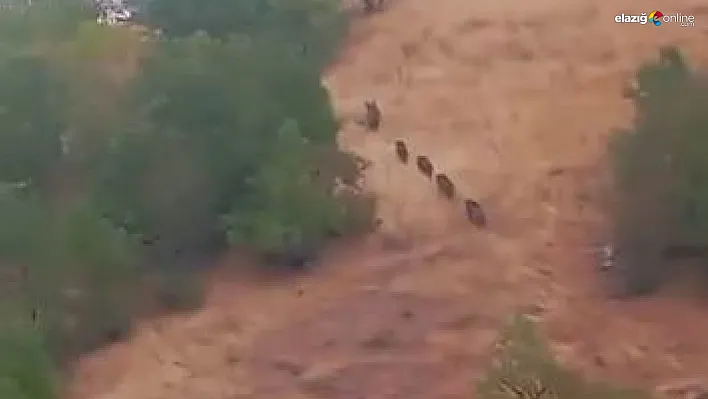 Aç kalan domuz sürüsü yerleşim yerine indi