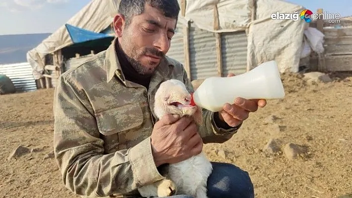 Çemişgezek'te ağzı kulağına kadar açık kuzu doğdu