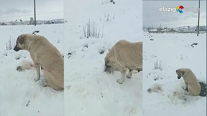 Anne köpek, görenleri duygulandırdı