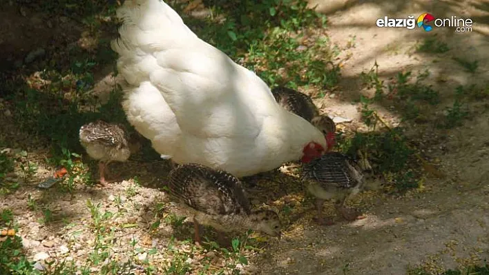 Annelik duygusu ağır bastı