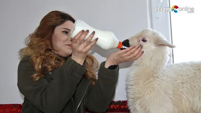 Adını 'Rıfkı' koydukları kuzuyla bebek gibi ilgileniyorlar