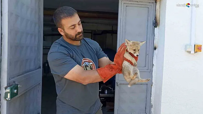 Annesini kaybeden yavru tilki, doğa korumaya emanet