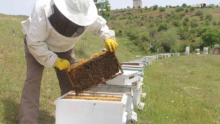 Elazığlı arıcılar baharda da umduğunu bulamadı