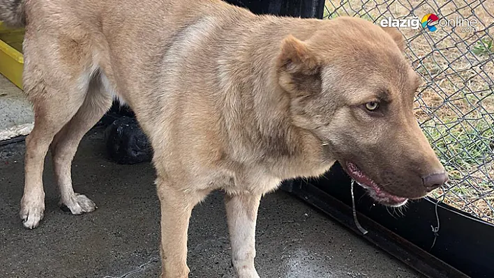 Arka ayakları aksayan köpeğe Bingöl Belediyesi sahip çıktı