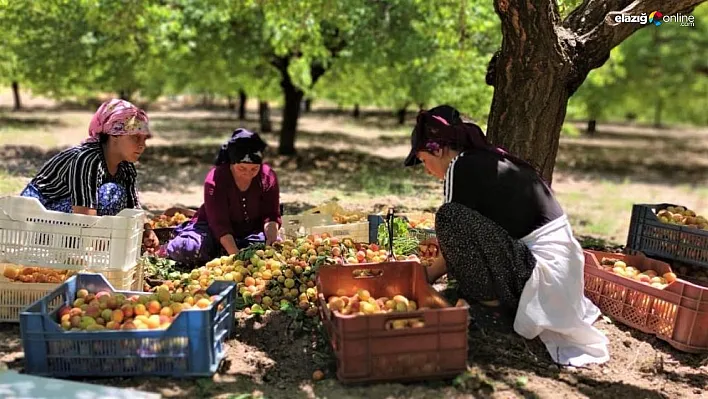Asgari ücretin altında işçi çalıştıranlara yasal işlem