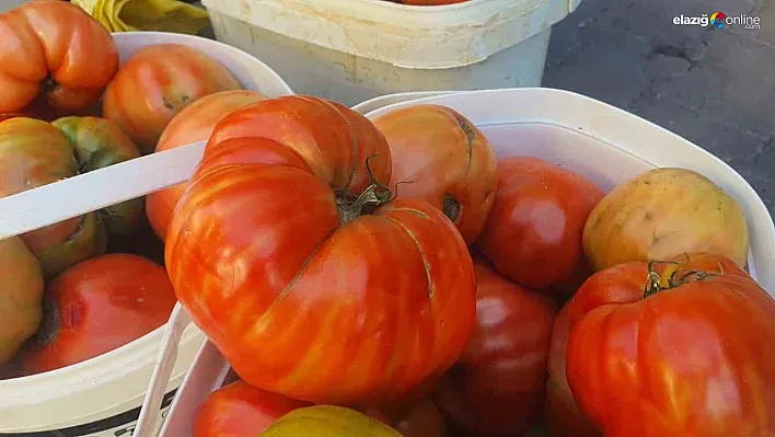 Elazığ'ın Ata Tohumlu Mahman Domatesi Pazara İndi: Kilosu 30 TL, Lezzeti Efsane!