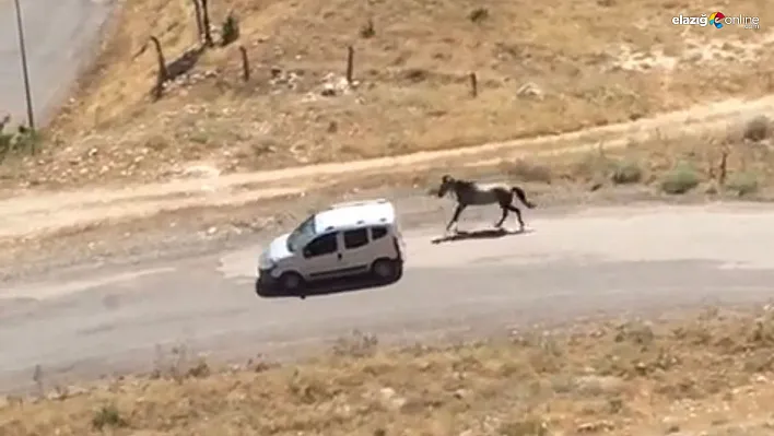 Palu'da ata yapılan işkence cezasız kalmadı