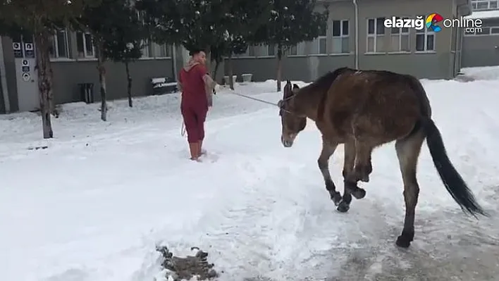 Kayarak ayağı kırılan katıra vatandaşlar sahip çıktı