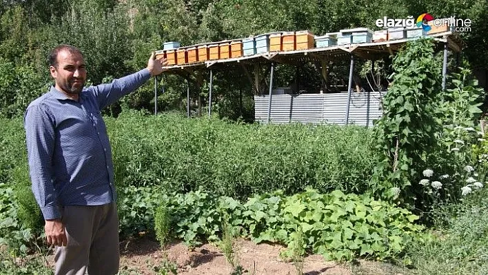 Ayılar balını yiyince çareyi 3,5 metrelik iskele kurmakta buldu