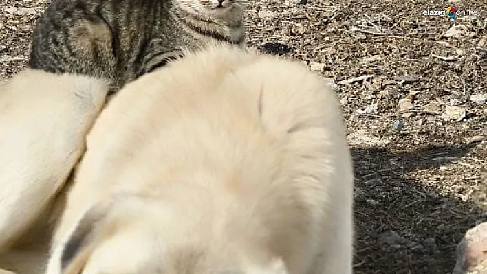 Aynı kaptan yemek yiyip sırtında gezdirdi: Kedi ile köpeğin inanılmaz dostluğu