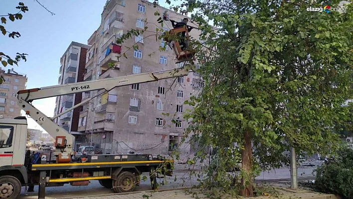 Bağlar'da görüntü kirliliği ve bakım ihtiyacı olan ağaçlar budandı
