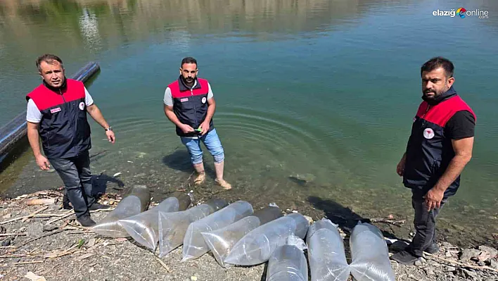 Elazığ'da Balık Popülasyonu Artıyor: Beyhan Barajı'na 50 Bin Yavru Balık Salındı!