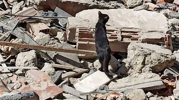 Bina enkazında mahsur kalan yavru kediyi itfaiye kurtardı