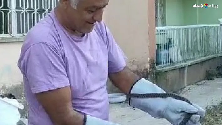 Binaya giren yılan, ekipler tarafından yakalanarak doğaya salındı