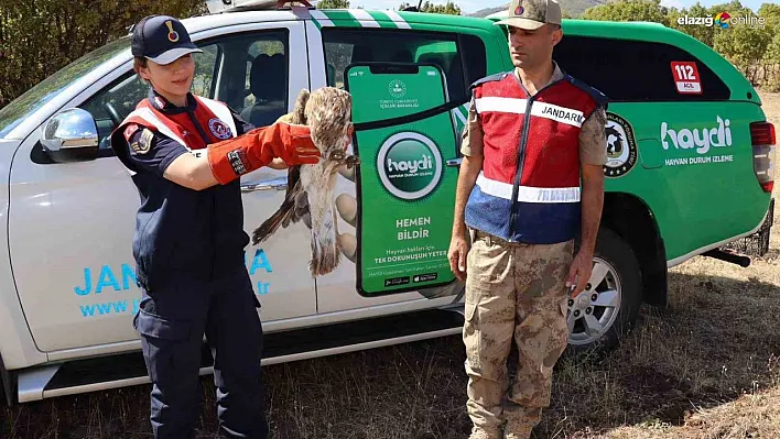 Bingöl'd yaralı kartal tedavi altına alındı