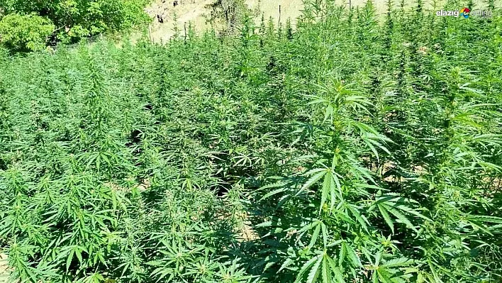 Bingöl'de  bin 400 kök kenevir bitkisi ele geçirildi