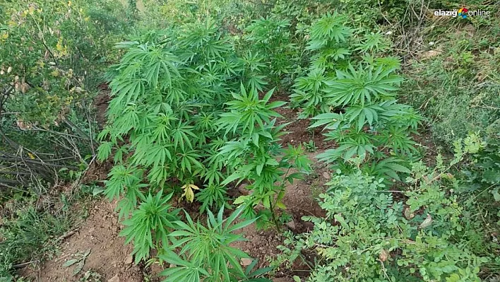 Bingöl'de 138 kök kenevir bitkisi ele geçirildi