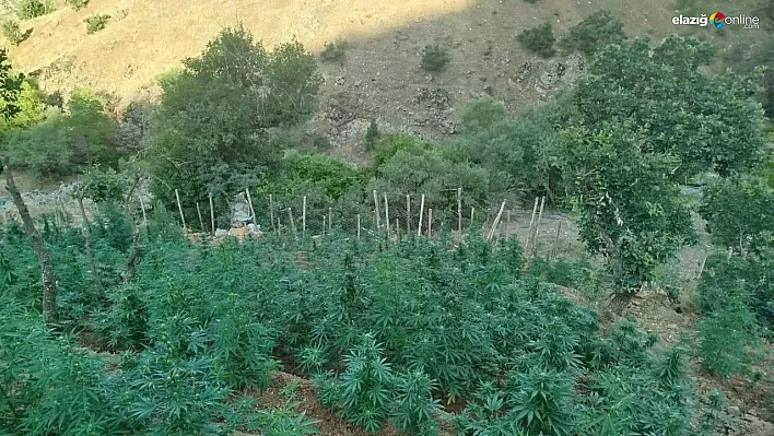 Bingöl'de 15 bin kök kenevir ele geçirildi