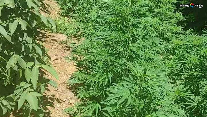 Bingöl'de 17 bin kök kenevir ele geçirildi