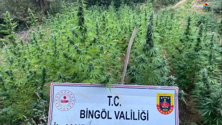 Bingöl'de 225 kök kenevir ele geçirildi