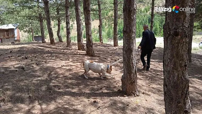 Bingöl'de başıboş pitbull, barınağa götürüldü