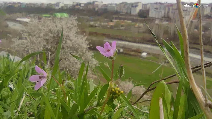 Bingöl'de bir yanda kara kış bir yanda bahar yaşanıyor