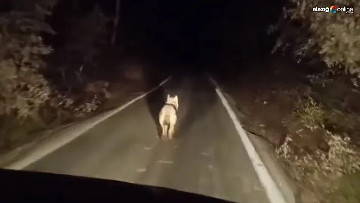 Bingöl'de kurtlar ilçe merkezinde görüntülendi