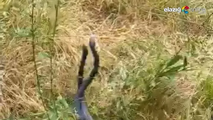 Bingöl'de yılanların dansı görüntülendi