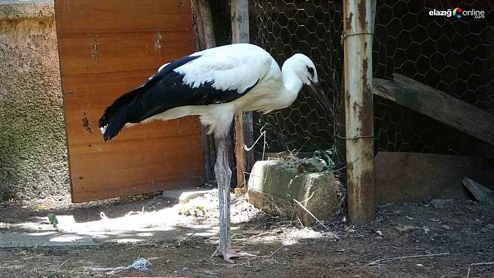 Bitkin halde bulunan yavru leylek tedavi altına alındı