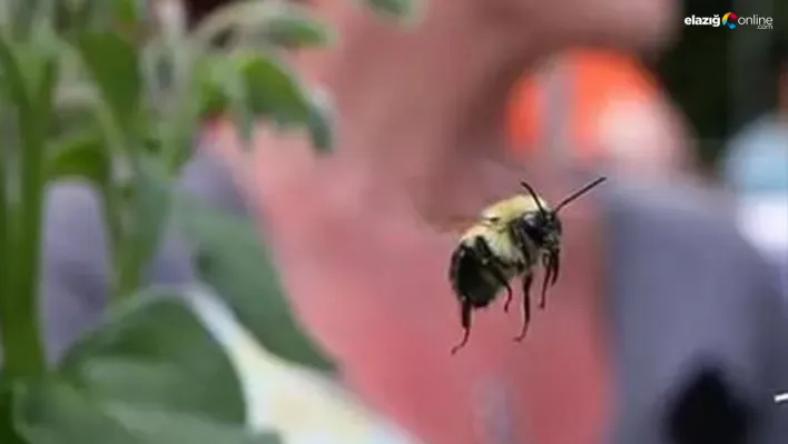 Böcek ve sivrisinek kovucu 15 bitki ile yaz aylarını rahat geçirin!