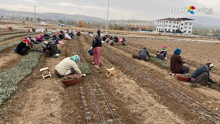 Bölgenin en büyük tıbbi ve aromatik bitki üreticisi Elazığ'da