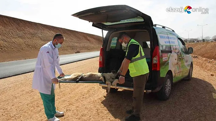 Elazığ Belediyesinden can dostlara tedavi ve nakil aracı